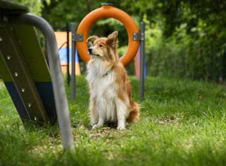 Dog Agility Bereich