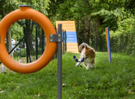 Dog Agility Bereich