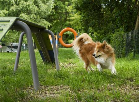 Dog Agility Bereich