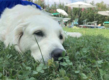 ZUGANG FÜR HUNDE