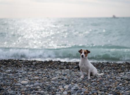 cane vacanza lago garda